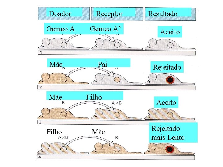 Doador Gemeo A Mãe Filho Receptor Gemeo A’ Pai Filho Mãe Resultado Aceito Rejeitado Doador Gemeo A Mãe Filho Receptor Gemeo A’ Pai Filho Mãe Resultado Aceito Rejeitado