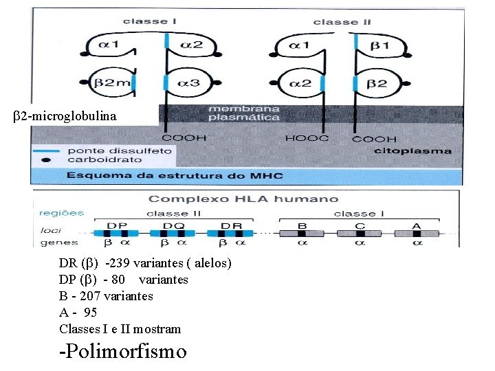 2 -microglobulina DR ( ) -239 variantes ( alelos) DP ( ) - 2 -microglobulina DR ( ) -239 variantes ( alelos) DP ( ) -