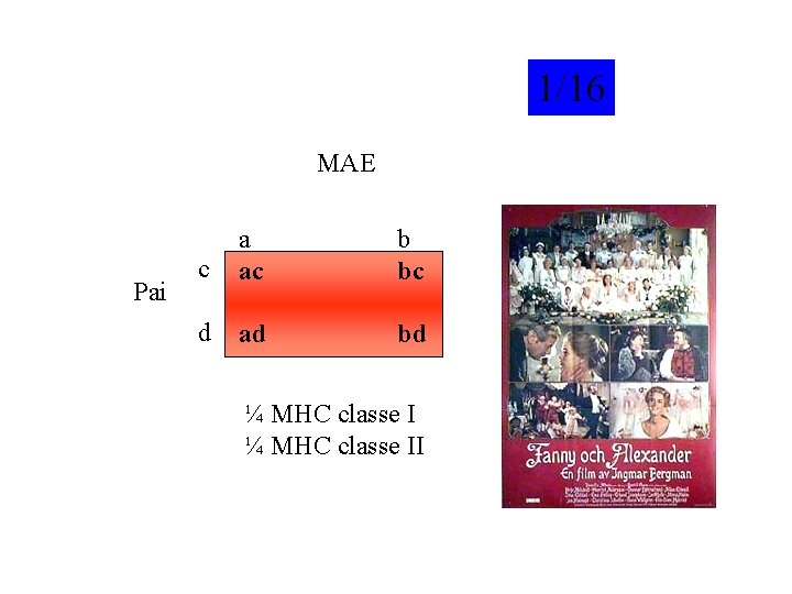 1/16 MAE Pai c a ac b bc d ad bd ¼ MHC classe 1/16 MAE Pai c a ac b bc d ad bd ¼ MHC classe