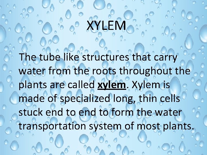 XYLEM The tube like structures that carry water from the roots throughout the plants