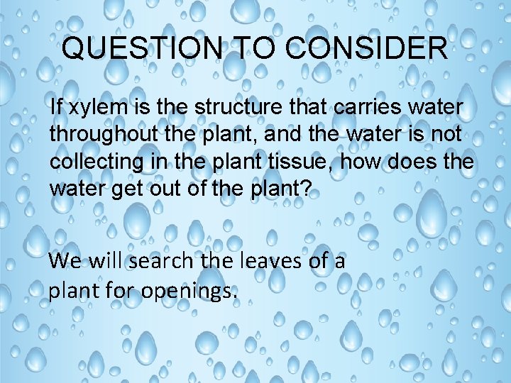 QUESTION TO CONSIDER If xylem is the structure that carries water throughout the plant,