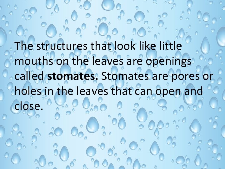 The structures that look like little mouths on the leaves are openings called stomates.