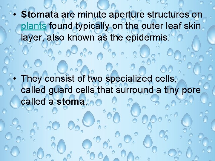 • Stomata are minute aperture structures on plants found typically on the outer