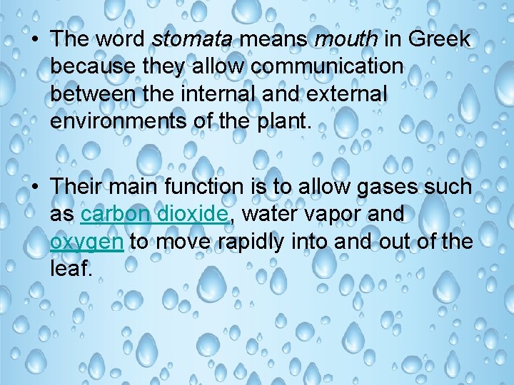  • The word stomata means mouth in Greek because they allow communication between