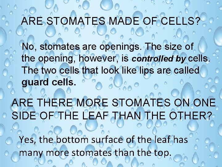 ARE STOMATES MADE OF CELLS? No, stomates are openings. The size of the opening,