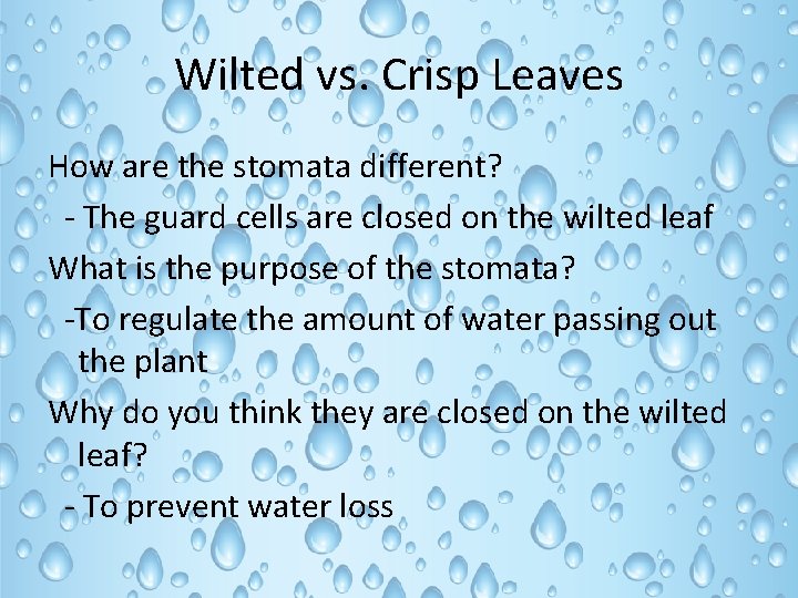 Wilted vs. Crisp Leaves How are the stomata different? - The guard cells are