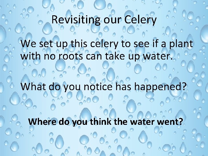 Revisiting our Celery We set up this celery to see if a plant with