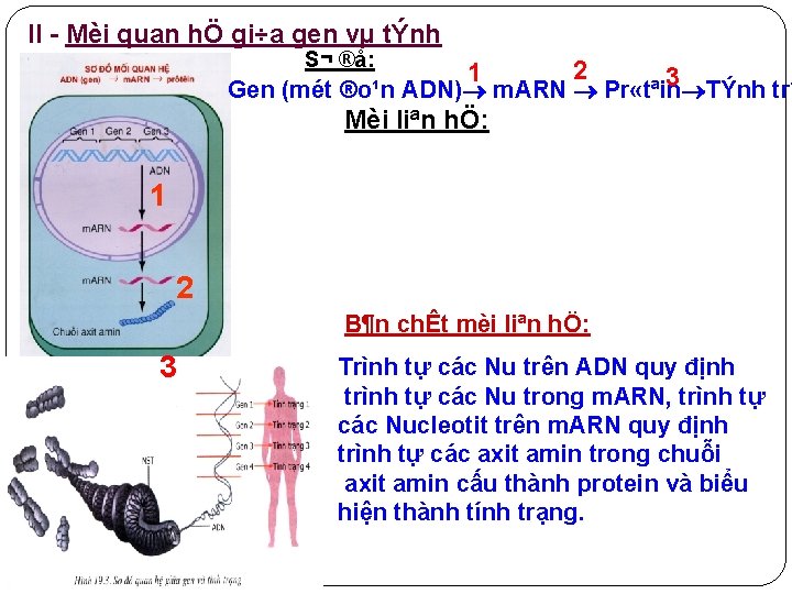 Bµi quan gi÷a tÝnh tr¹ng II 19: Mèi quan hÖhÖ gi÷a gengen vµ vµ