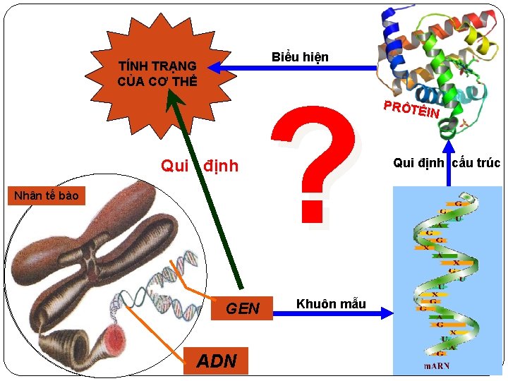 Biểu hiện TÍNH TRẠNG CỦA CƠ THỂ Qui định Nhân tế bào GEN ADN