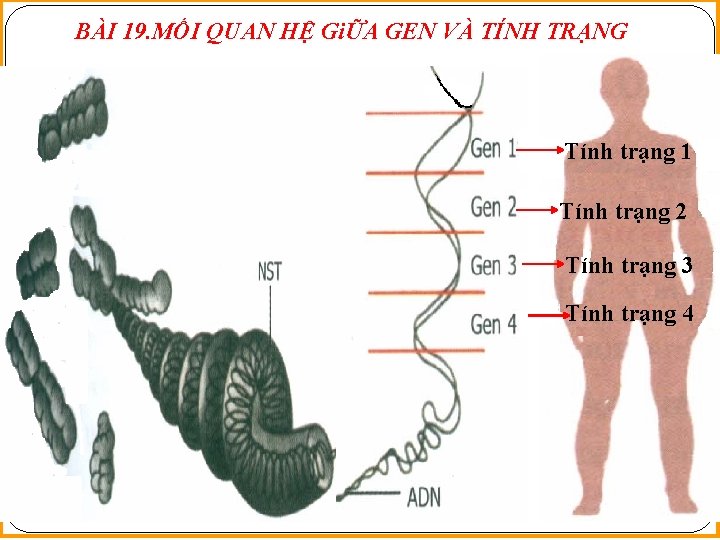 BÀI 19. MỐI QUAN HỆ GiỮA GEN VÀ TÍNH TRẠNG Tính trạng 1 Tính