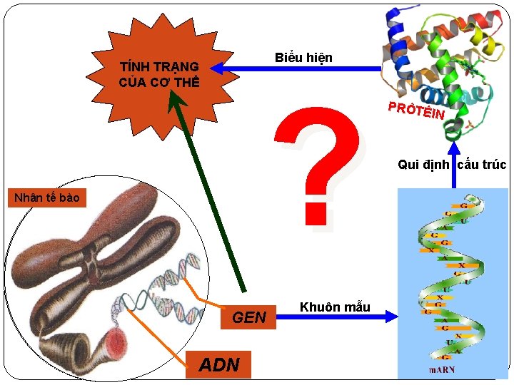 Biểu hiện TÍNH TRẠNG CỦA CƠ THỂ ? Nhân tế bào GEN ADN Khuôn