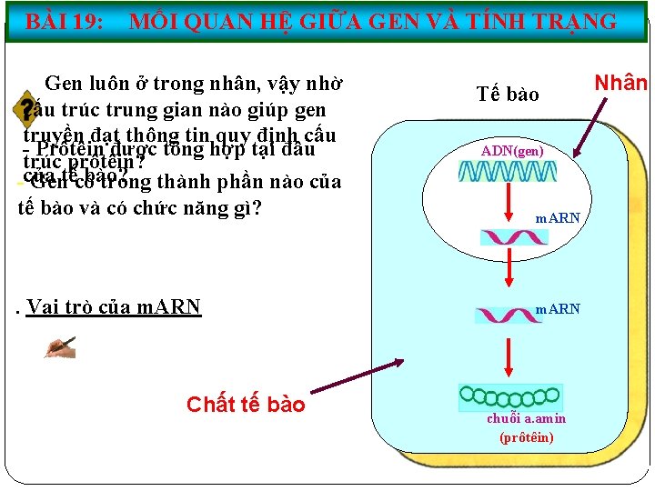 BÀI 19: MỐI QUAN HỆ GIỮA GEN VÀ TÍNH TRẠNG Gen luôn ở trong