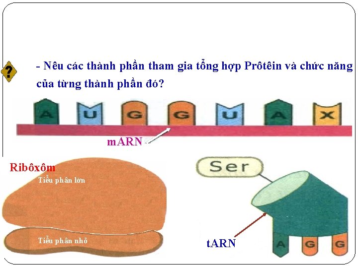 - Nêu các thành phần tham gia tổng hợp Prôtêin và chức năng của