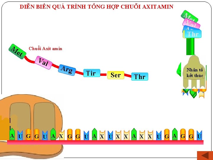 DIỄN BIẾN QUÁ TRÌNH TỔNG HỢP CHUỖI AXITAMIN M et Va Argl Thr Tir