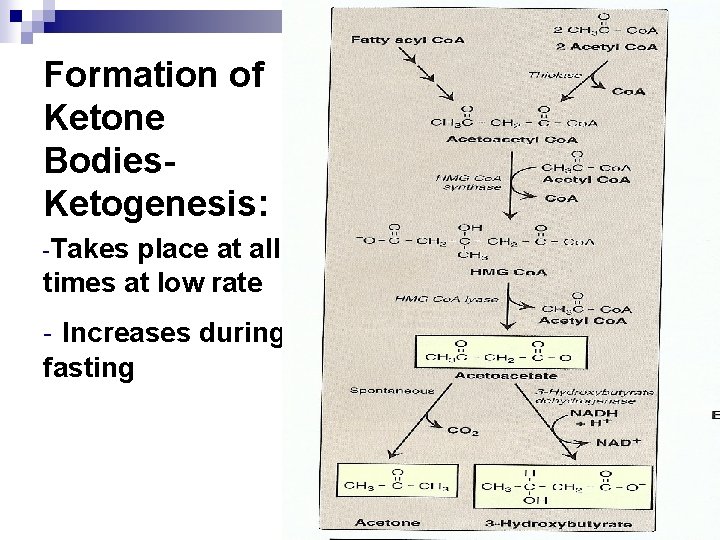 Formation of Ketone Bodies. Ketogenesis: -Takes place at all times at low rate -