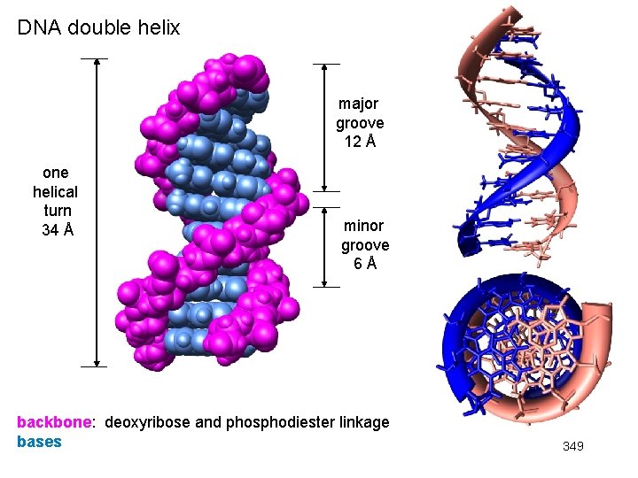 DNA double helix major groove 12 Å one helical turn 34 Å minor groove