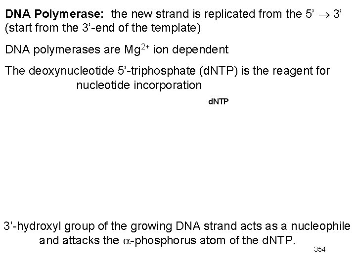 DNA Polymerase: the new strand is replicated from the 5’ 3’ (start from the