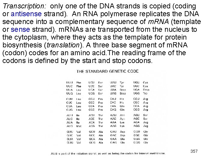 Transcription: only one of the DNA strands is copied (coding or antisense strand). An