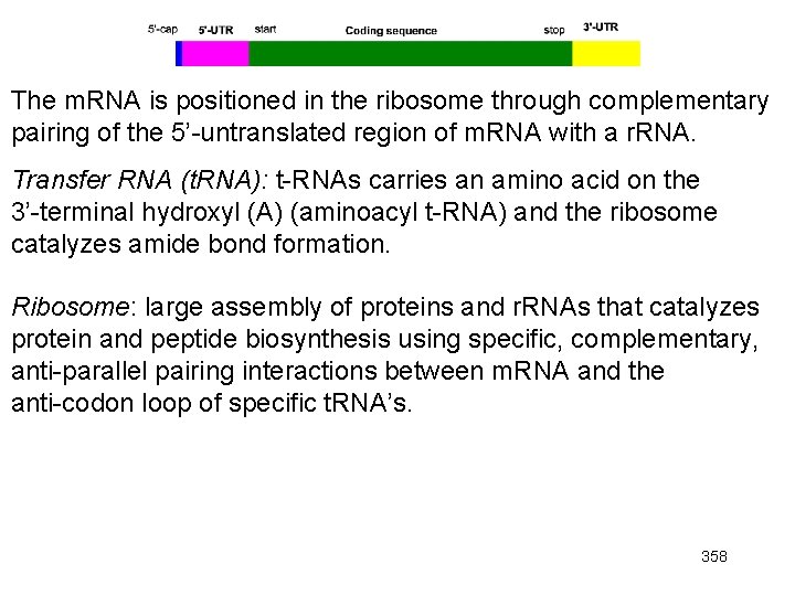 The m. RNA is positioned in the ribosome through complementary pairing of the 5’-untranslated