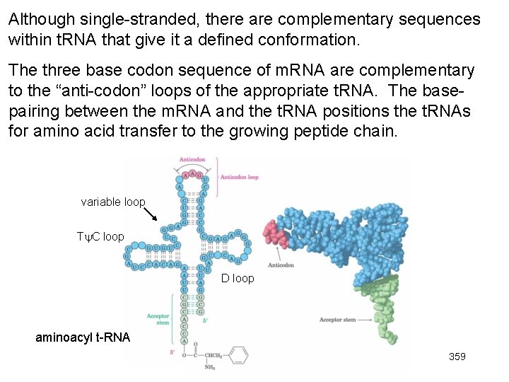 Although single-stranded, there are complementary sequences within t. RNA that give it a defined