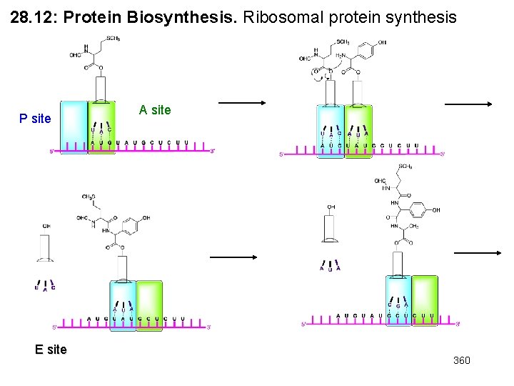 28. 12: Protein Biosynthesis. Ribosomal protein synthesis P site E site A site 360