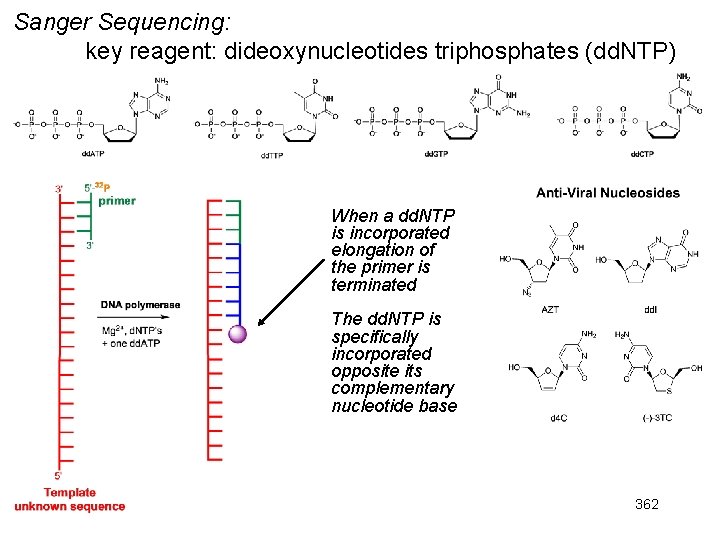 Sanger Sequencing: key reagent: dideoxynucleotides triphosphates (dd. NTP) When a dd. NTP is incorporated