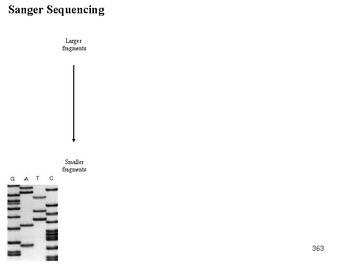 Sanger Sequencing Larger fragments Smaller fragments 363 