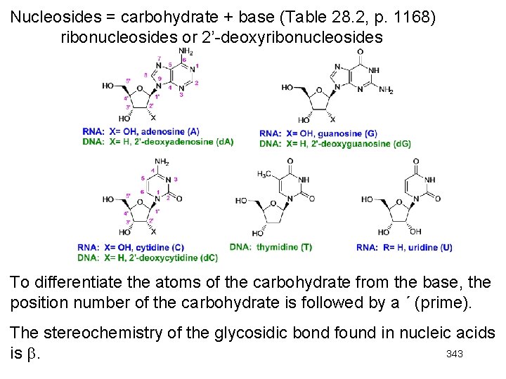 Nucleosides = carbohydrate + base (Table 28. 2, p. 1168) ribonucleosides or 2’-deoxyribonucleosides To