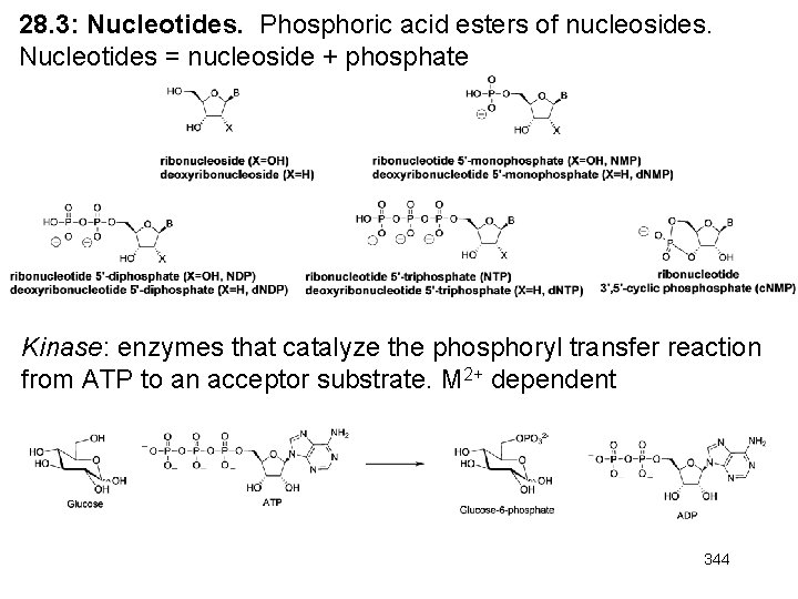 28. 3: Nucleotides. Phosphoric acid esters of nucleosides. Nucleotides = nucleoside + phosphate Kinase: