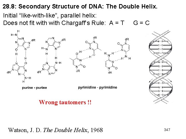 28. 8: Secondary Structure of DNA: The Double Helix. Initial “like-with-like”, parallel helix: Does