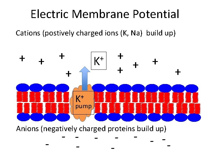 Electric Membrane Potential Cations (postively charged ions (K, Na) build up) + + +