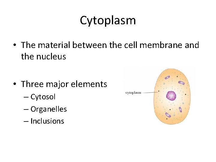 Cytoplasm • The material between the cell membrane and the nucleus • Three major