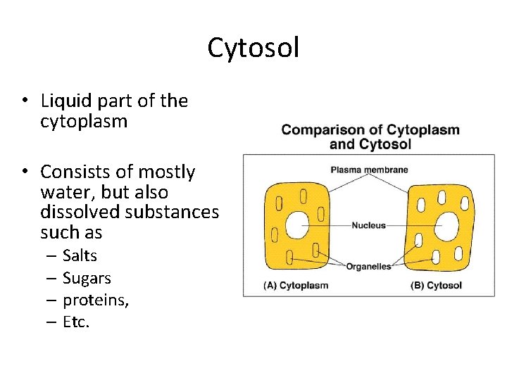 Cytosol • Liquid part of the cytoplasm • Consists of mostly water, but also