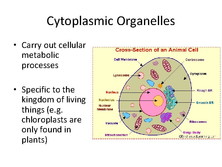 Cytoplasmic Organelles • Carry out cellular metabolic processes • Specific to the kingdom of