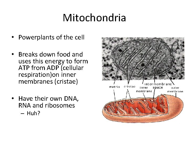Mitochondria • Powerplants of the cell • Breaks down food and uses this energy