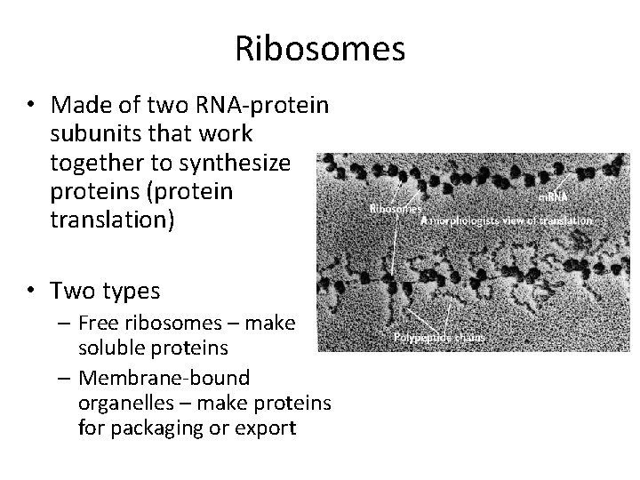 Ribosomes • Made of two RNA-protein subunits that work together to synthesize proteins (protein