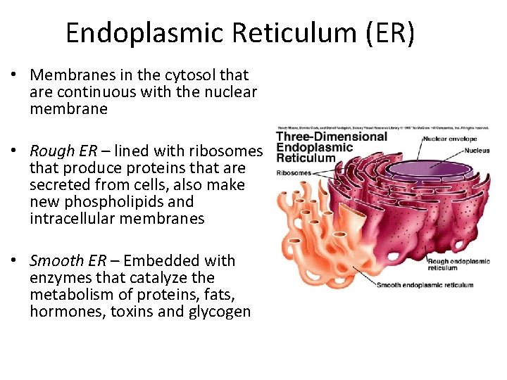 Endoplasmic Reticulum (ER) • Membranes in the cytosol that are continuous with the nuclear