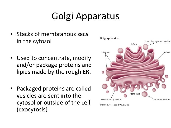 Golgi Apparatus • Stacks of membranous sacs in the cytosol • Used to concentrate,
