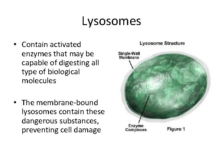 Lysosomes • Contain activated enzymes that may be capable of digesting all type of