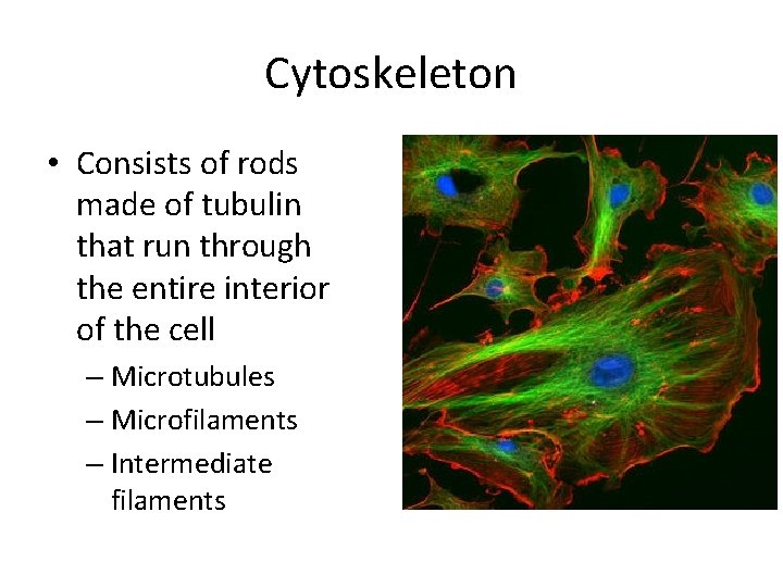 Cytoskeleton • Consists of rods made of tubulin that run through the entire interior