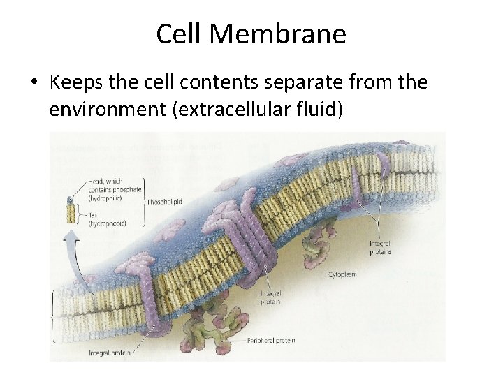 Cell Membrane • Keeps the cell contents separate from the environment (extracellular fluid) 