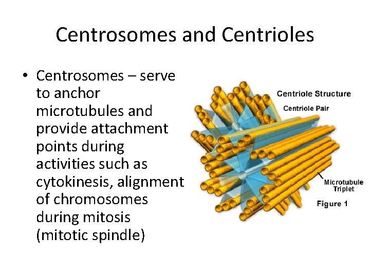 Centrosomes and Centrioles • Centrosomes – serve to anchor microtubules and provide attachment points