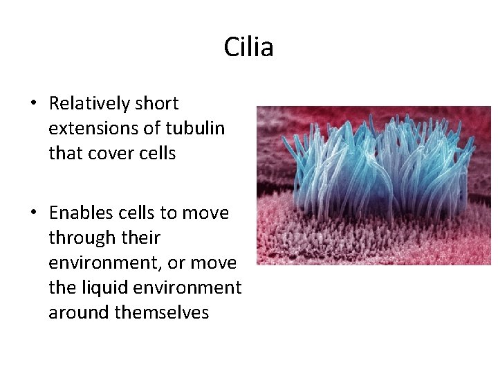 Cilia • Relatively short extensions of tubulin that cover cells • Enables cells to