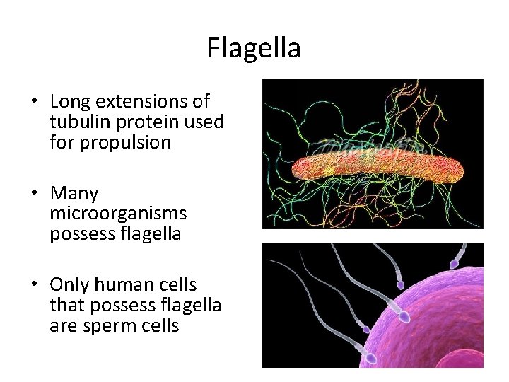 Flagella • Long extensions of tubulin protein used for propulsion • Many microorganisms possess