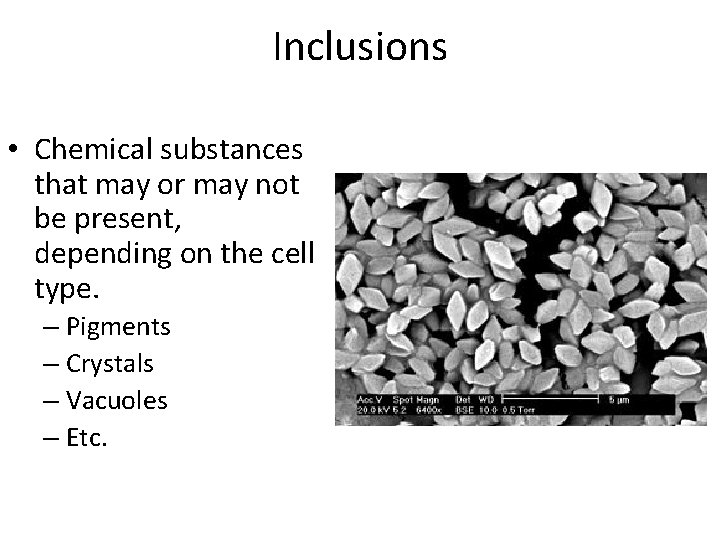 Inclusions • Chemical substances that may or may not be present, depending on the