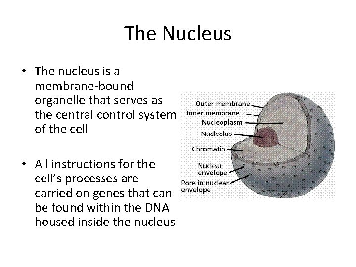 The Nucleus • The nucleus is a membrane-bound organelle that serves as the central