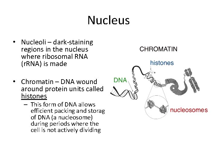 Nucleus • Nucleoli – dark-staining regions in the nucleus where ribosomal RNA (r. RNA)