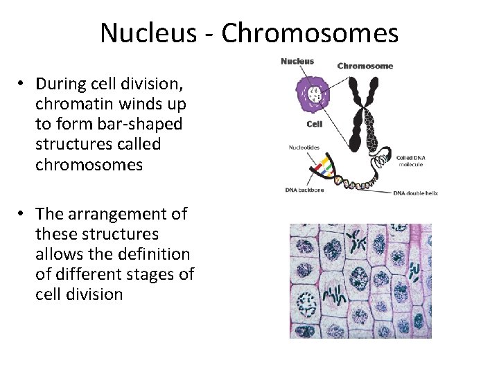 Nucleus - Chromosomes • During cell division, chromatin winds up to form bar-shaped structures