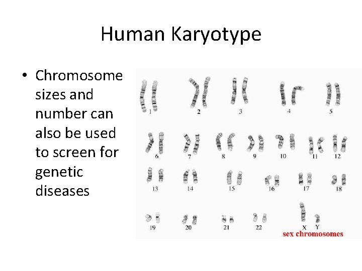Human Karyotype • Chromosome sizes and number can also be used to screen for