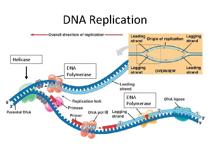DNA Replication Helicase DNA Polymerase 